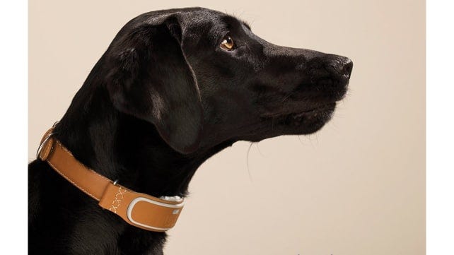 dog collar fitbit